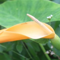 Colocasia esculenta (L.) Schott